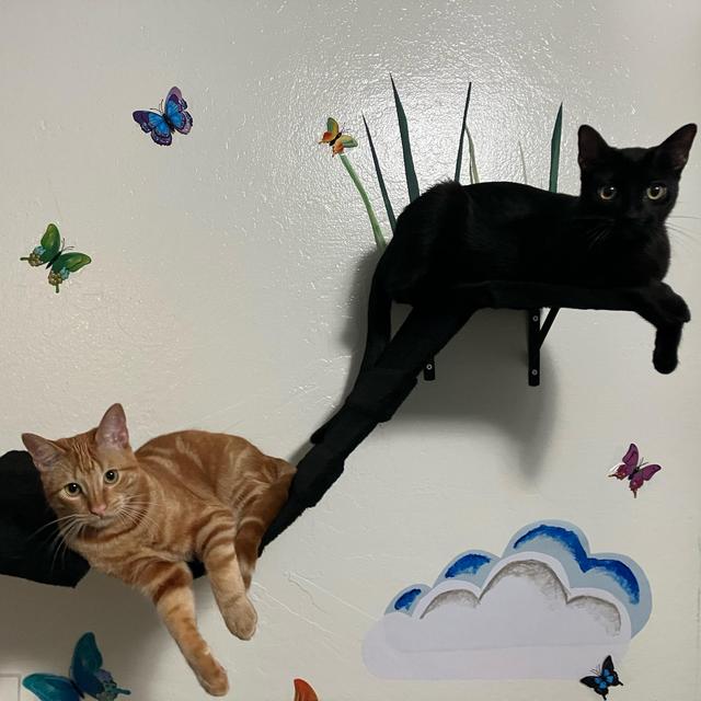 Cat Sitter