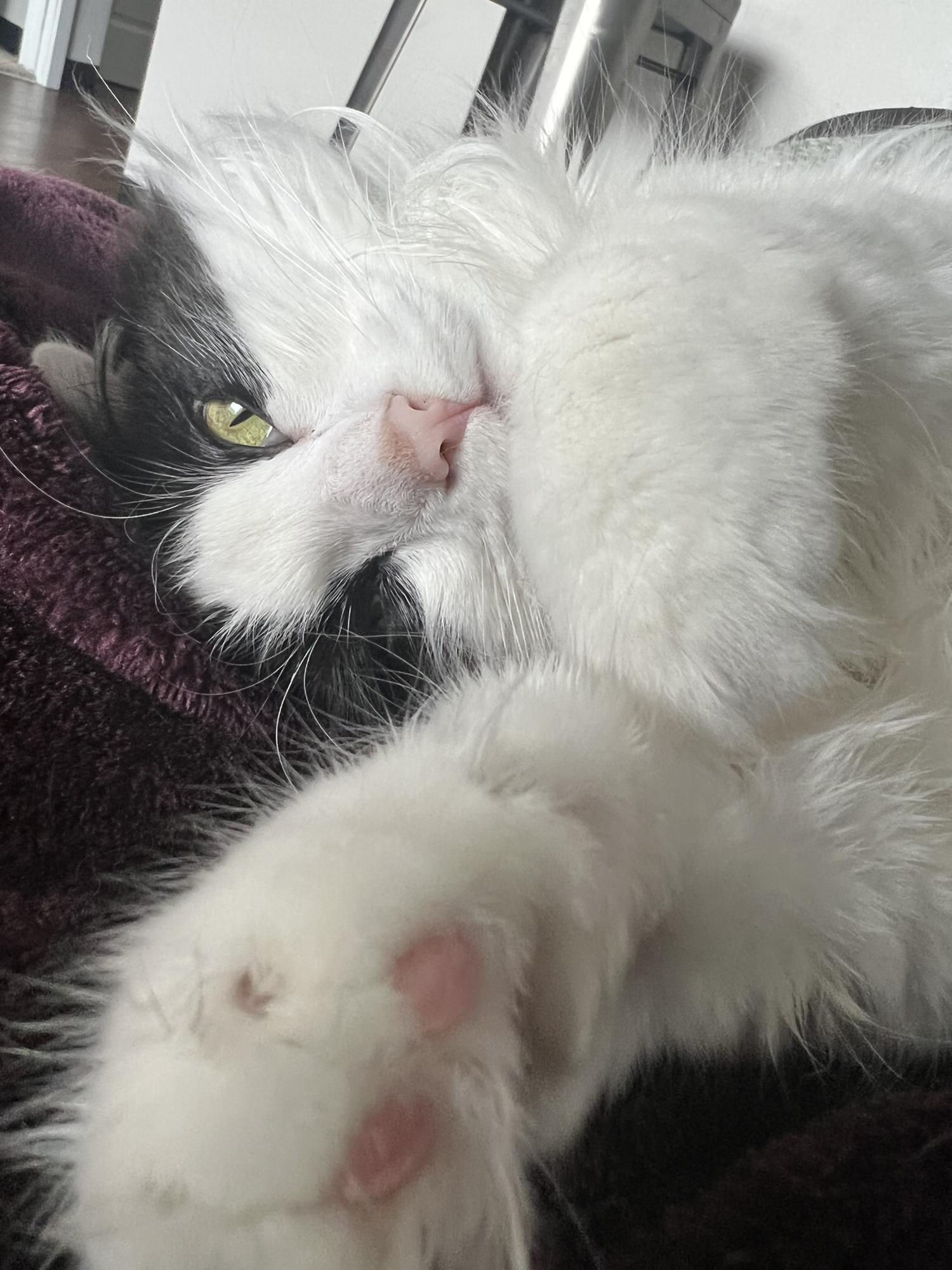 Our cat, Figaro, just because!
