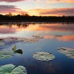 Grassy Waters Preserve