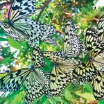 Cockrell Butterfly Center