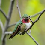 Pine Island Audubon Sanctuary