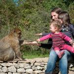 La Forêt des Singes