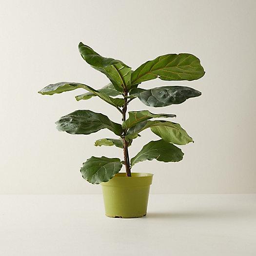 Fiddle Leaf Fig