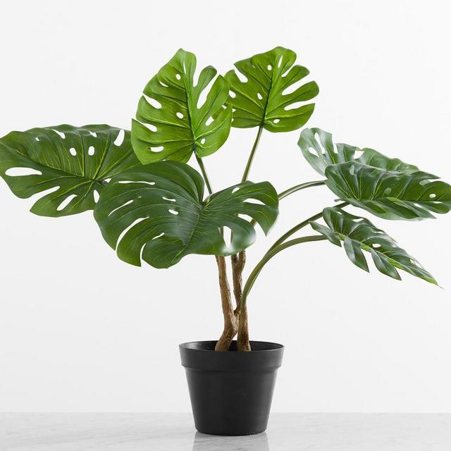 Potted Houseplant,Small,Monstera