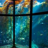 Monterey Bay Aquarium