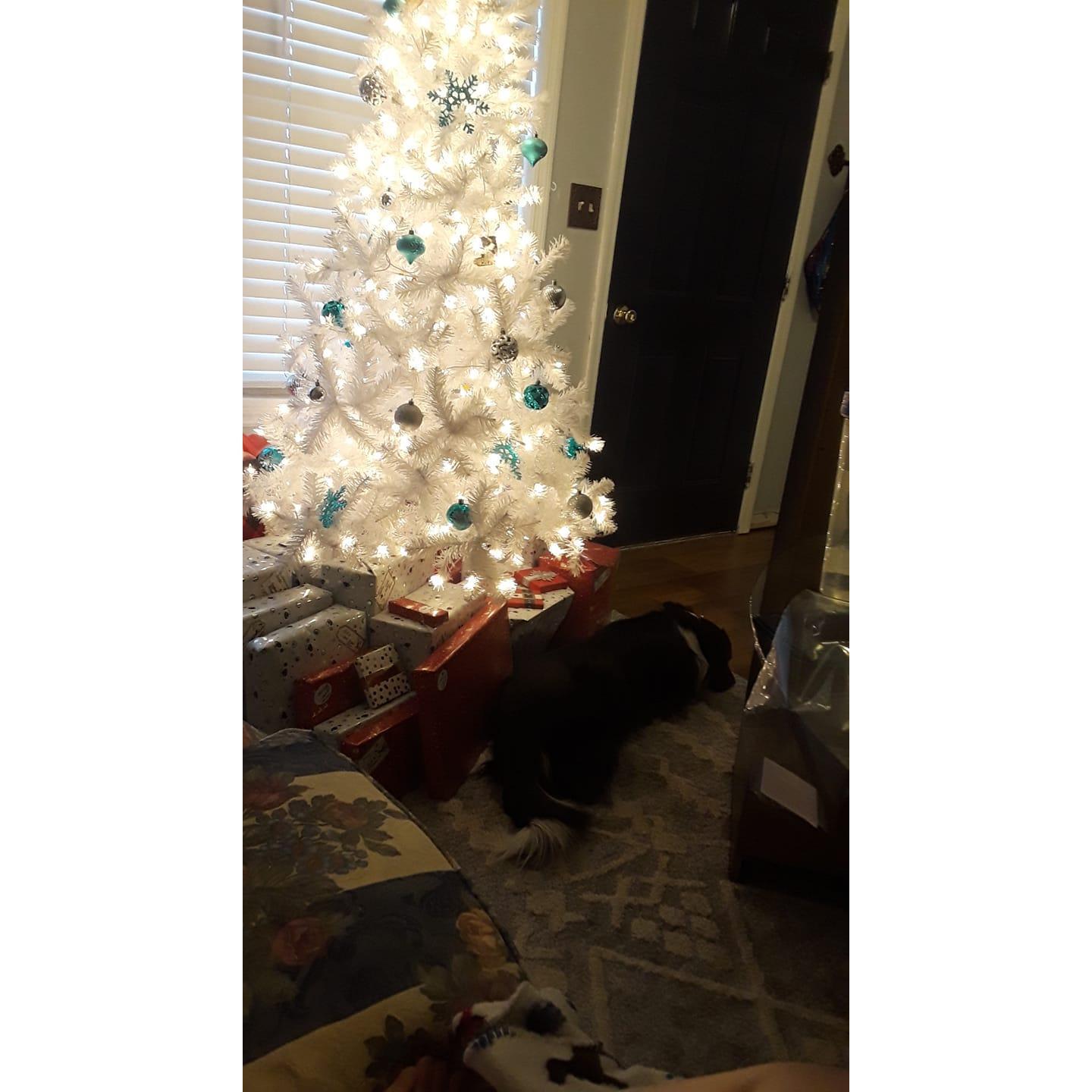 Rufus gifts himself to us for Christmas 2020