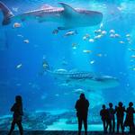 Georgia Aquarium