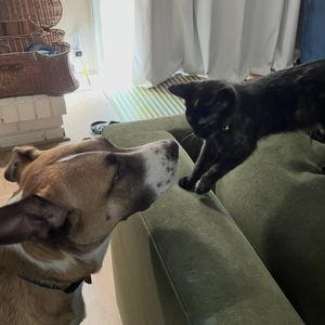 Supply Of Pet Treats