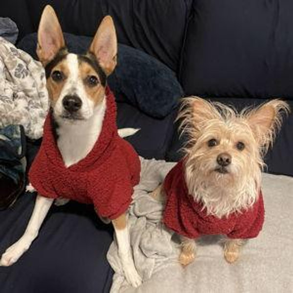 Year's Supply Of Pet Treats
