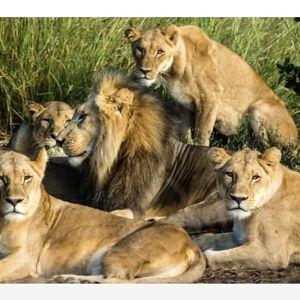 Seronera and the Central Serengeti 1/2 day Safari