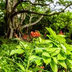 Gumbo Limbo Nature Center