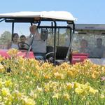 Amador Flower Farm