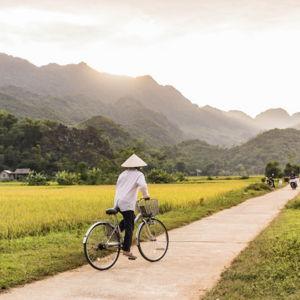 Bicycle Rentals