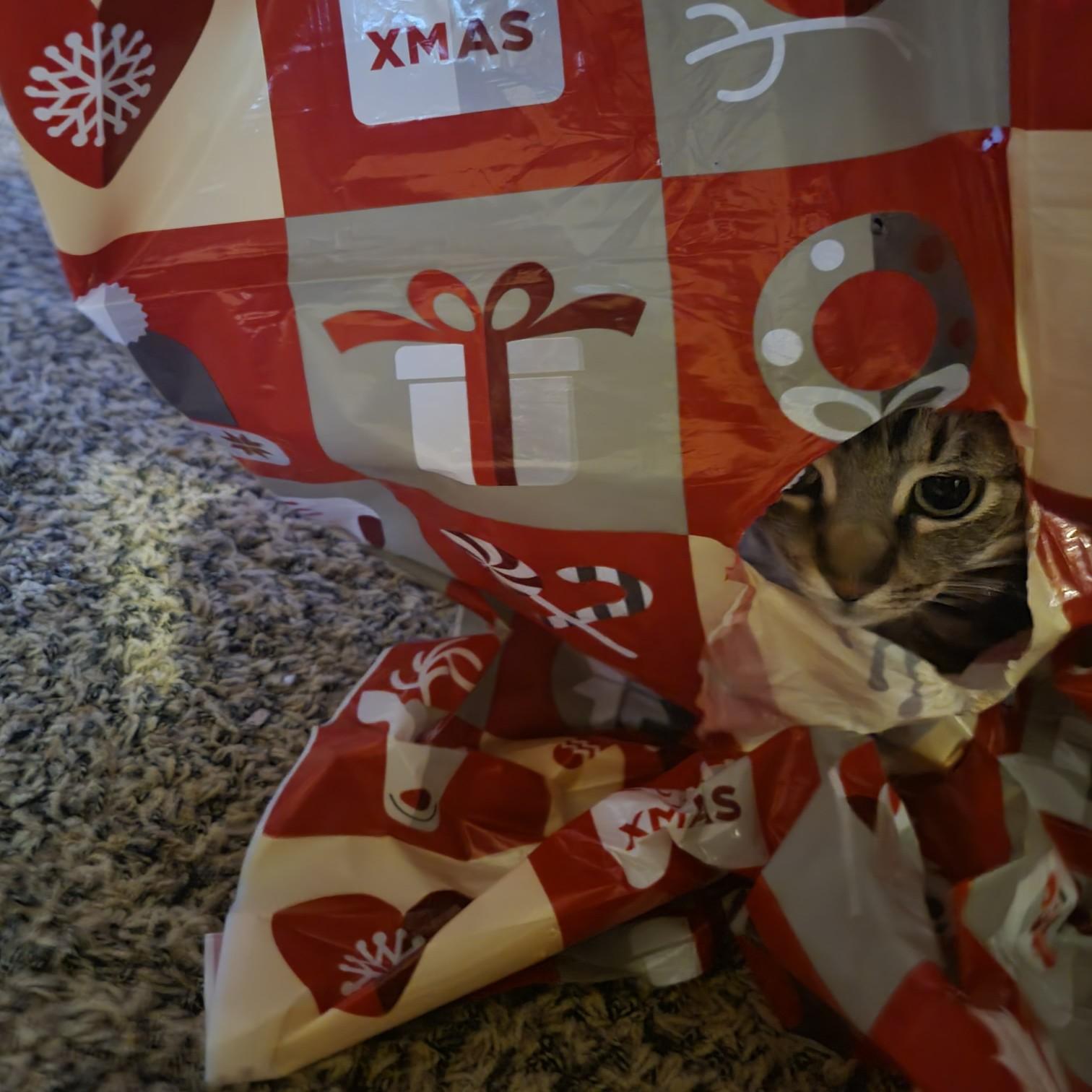 Christmas 2021 - Chubbs