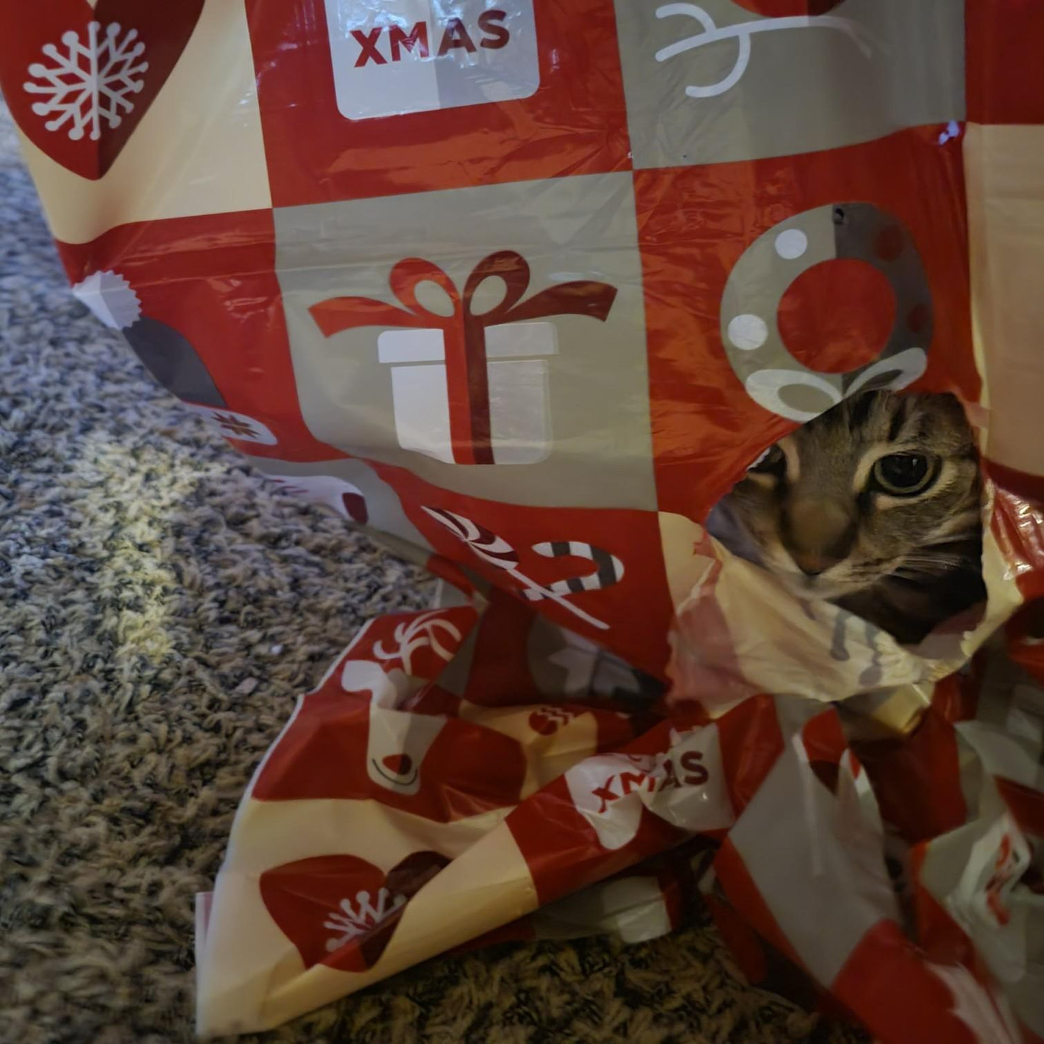 Christmas 2021 - Chubbs