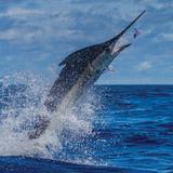 Deep Sea / Intracoastal Fishing Charters