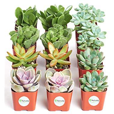 Shop Succulents| Assorted Collection of Live SucculentPlants, Hand Selected Variety Pack of Mini Succulents | Collection of 12 in 2" pots