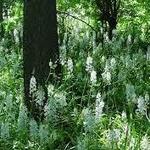 Jane Coates Wildflower Trail