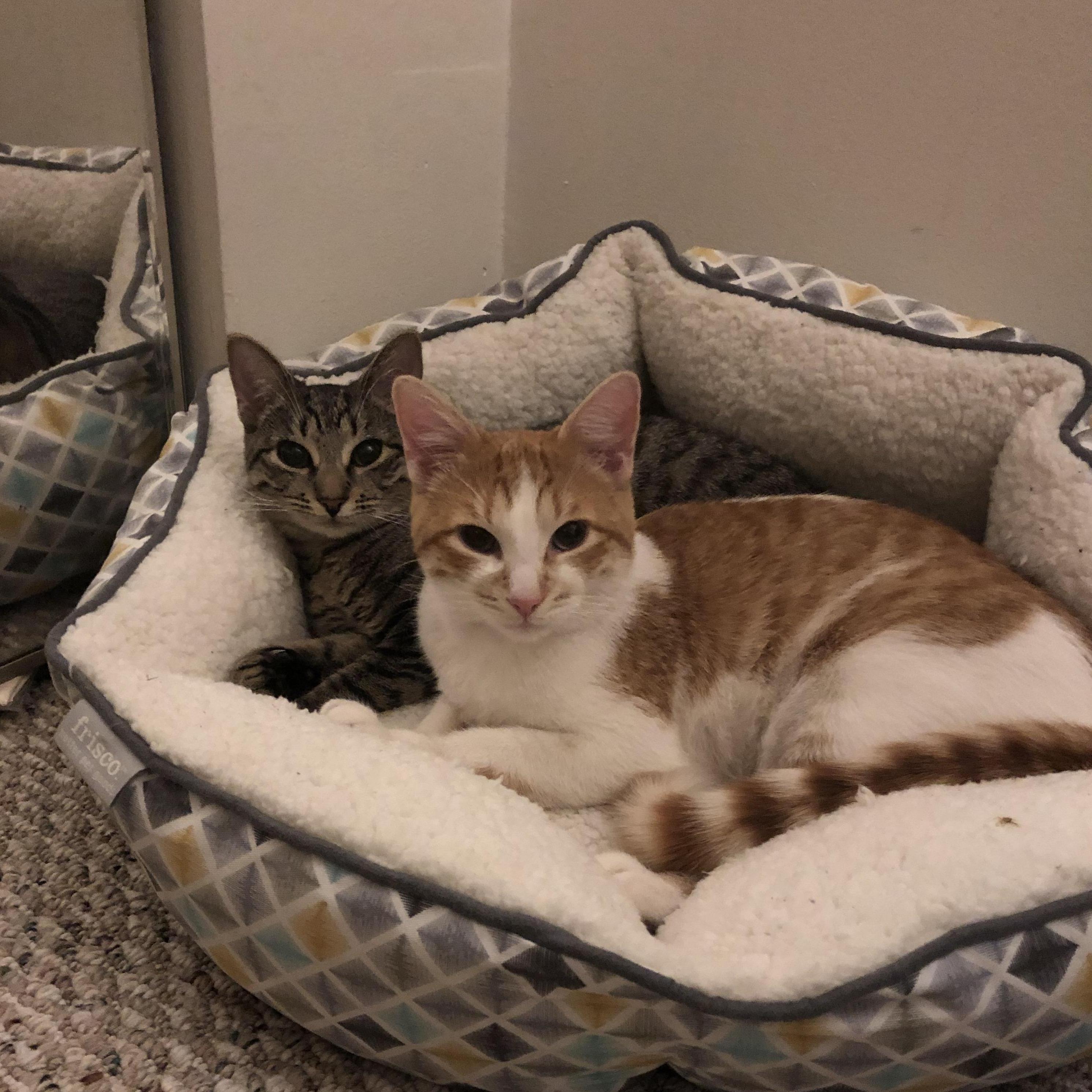 the kits! evie on the left and gil on the right.