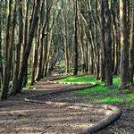Lovers’ Lane at the Presidio