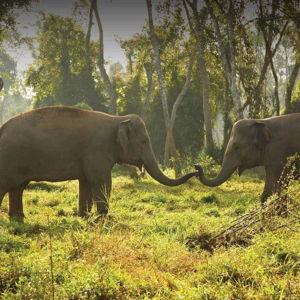 Elephant Experience in the Golden Triangle