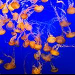 Monterey Bay Aquarium