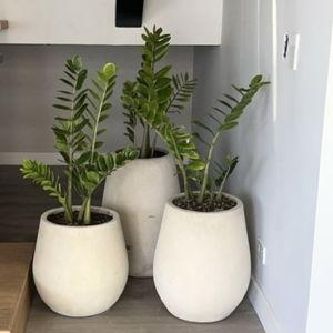 Planta gema de Zanzíbar y matera