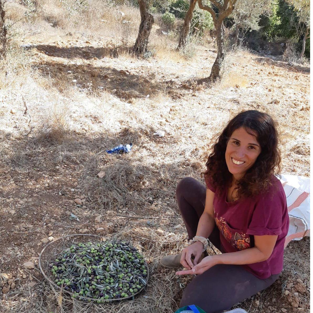 Our first "harvest" of olives in Bethlechem :) October 2024