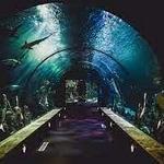 Mote Marine Laboratory & Aquarium