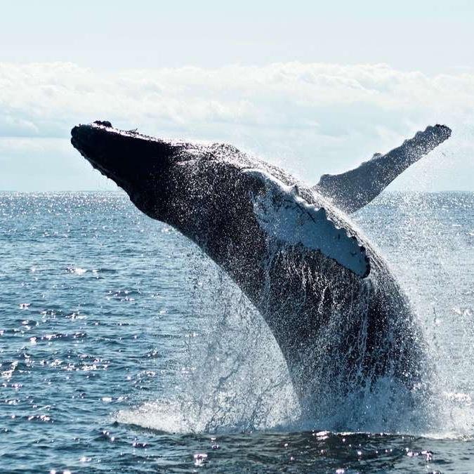 Honeymoon Whale Watching For Two