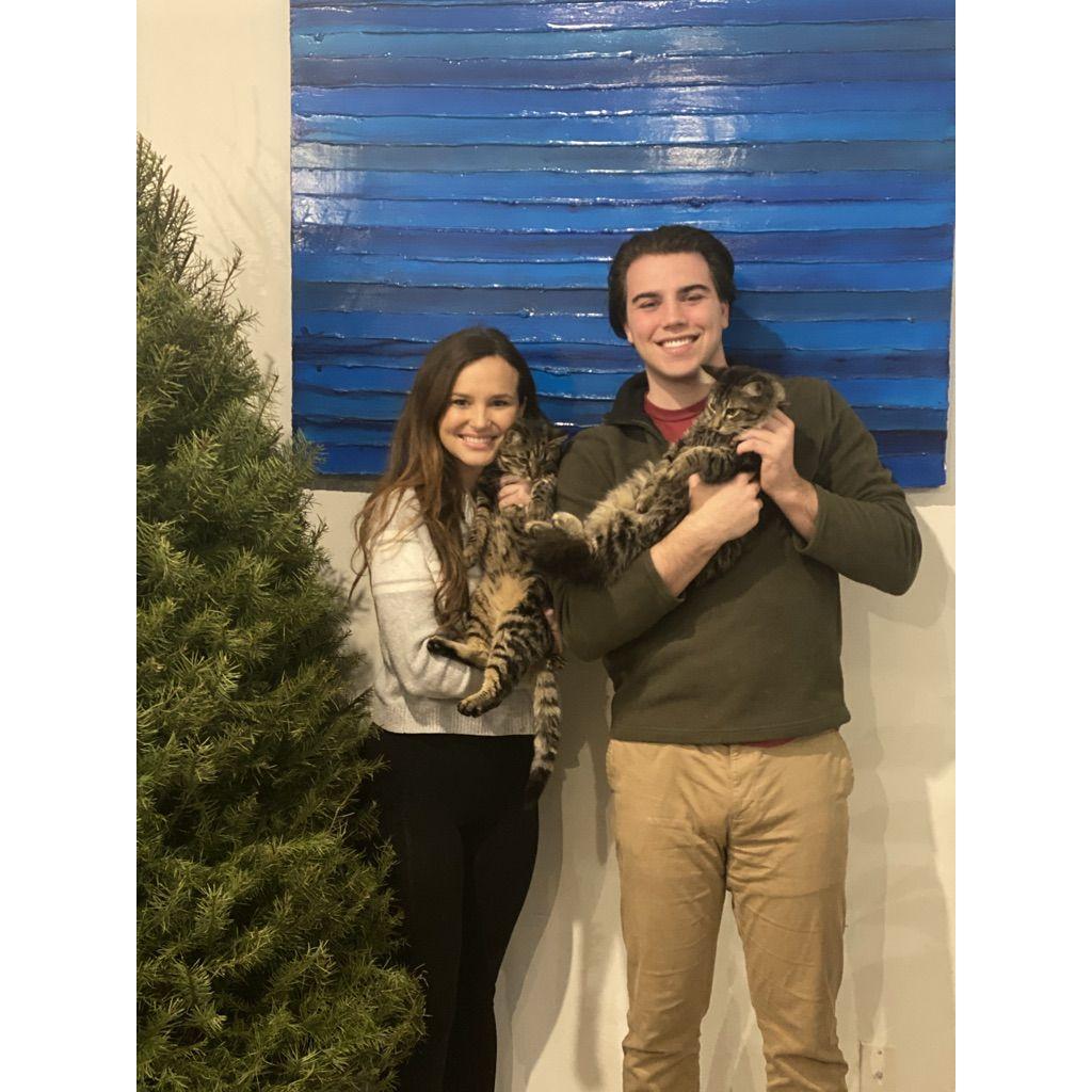 A Cat Christmas