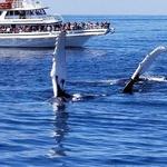 Cape Ann Whale Watch