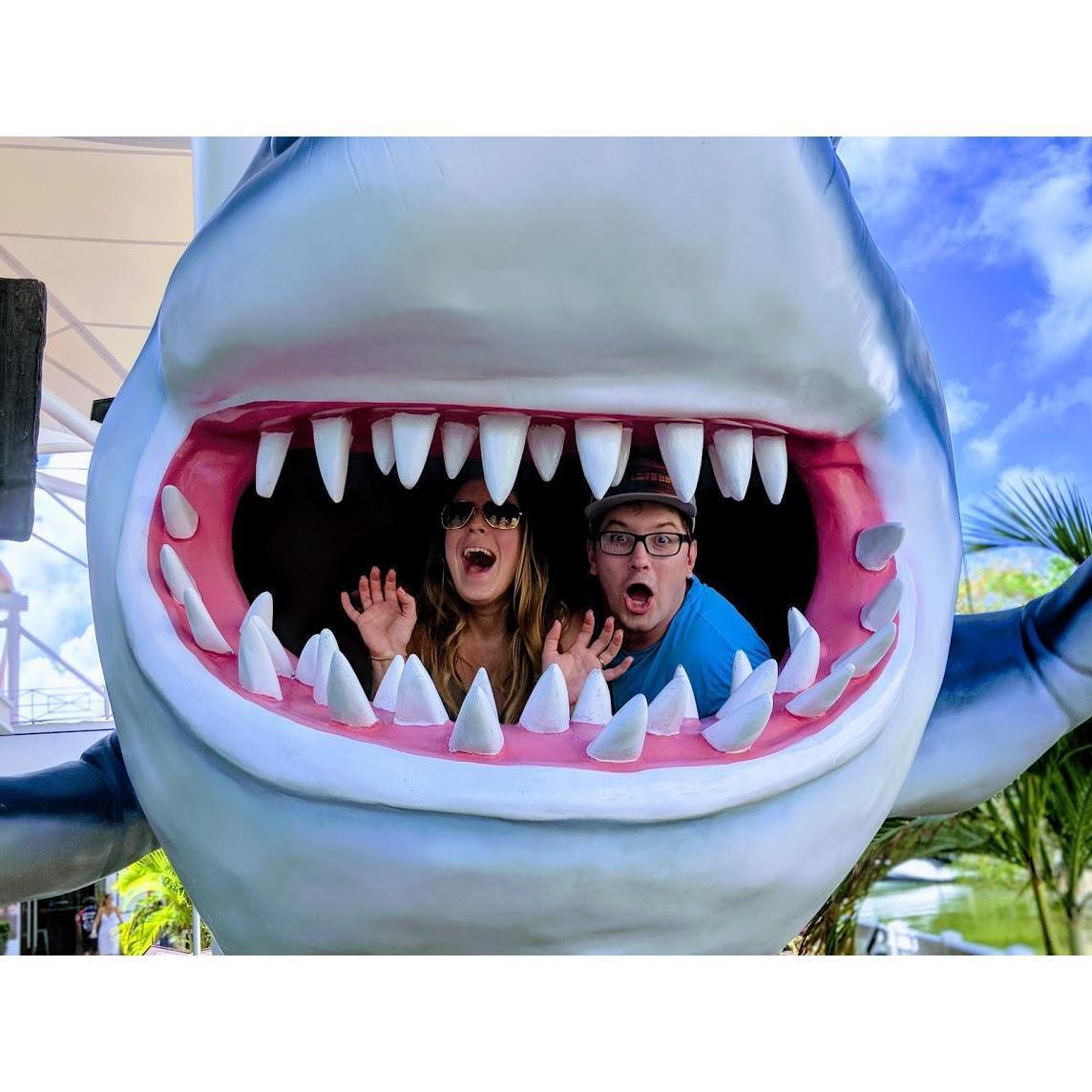 Shark Attack!