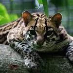 Santa Fe College Teaching Zoo