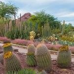 Desert Botanical Garden