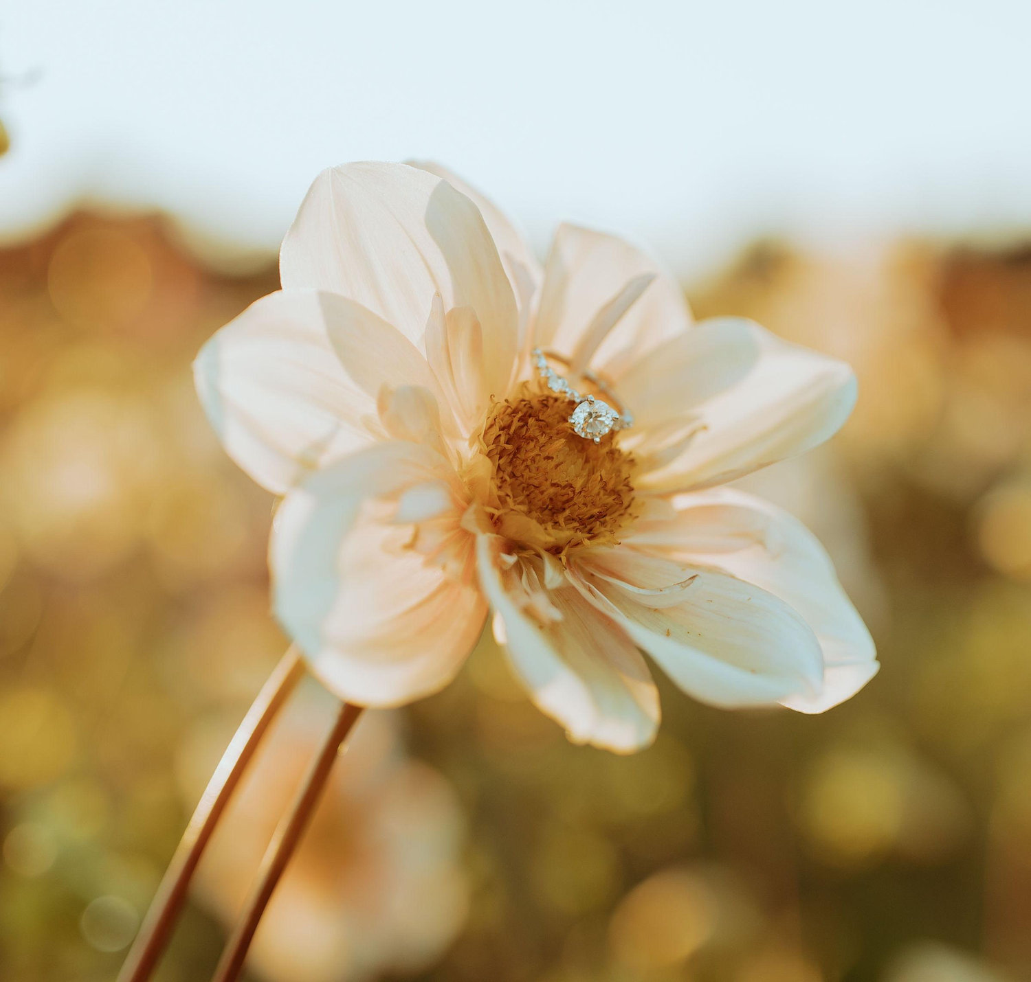 The Wedding Website of Haley Fitzgerald and Devon Jarmer