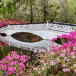 Magnolia Plantation and Gardens
