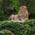 Lincoln Park Zoological Society