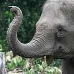 Elephant Safari Park