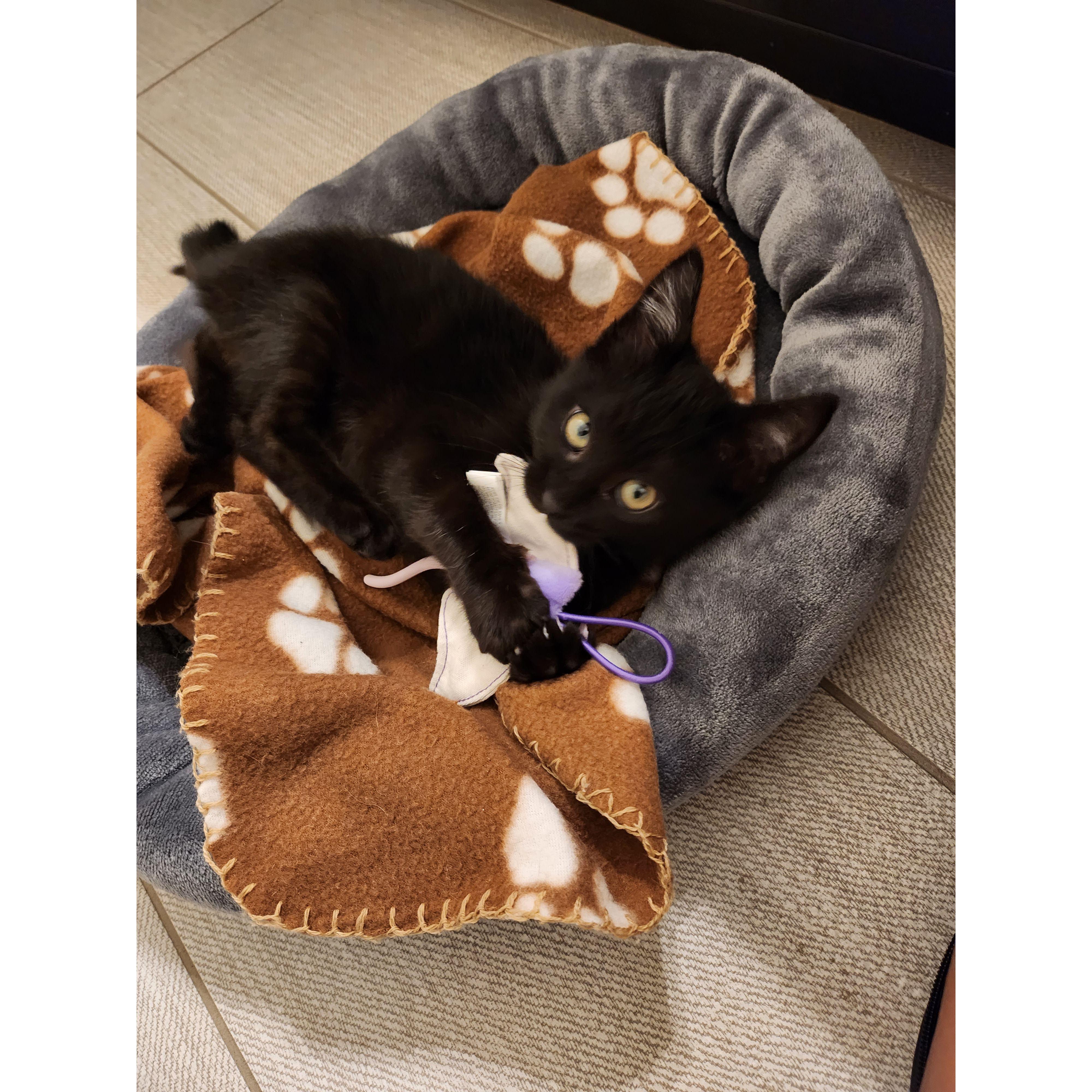 When we first became cat parents 2022
