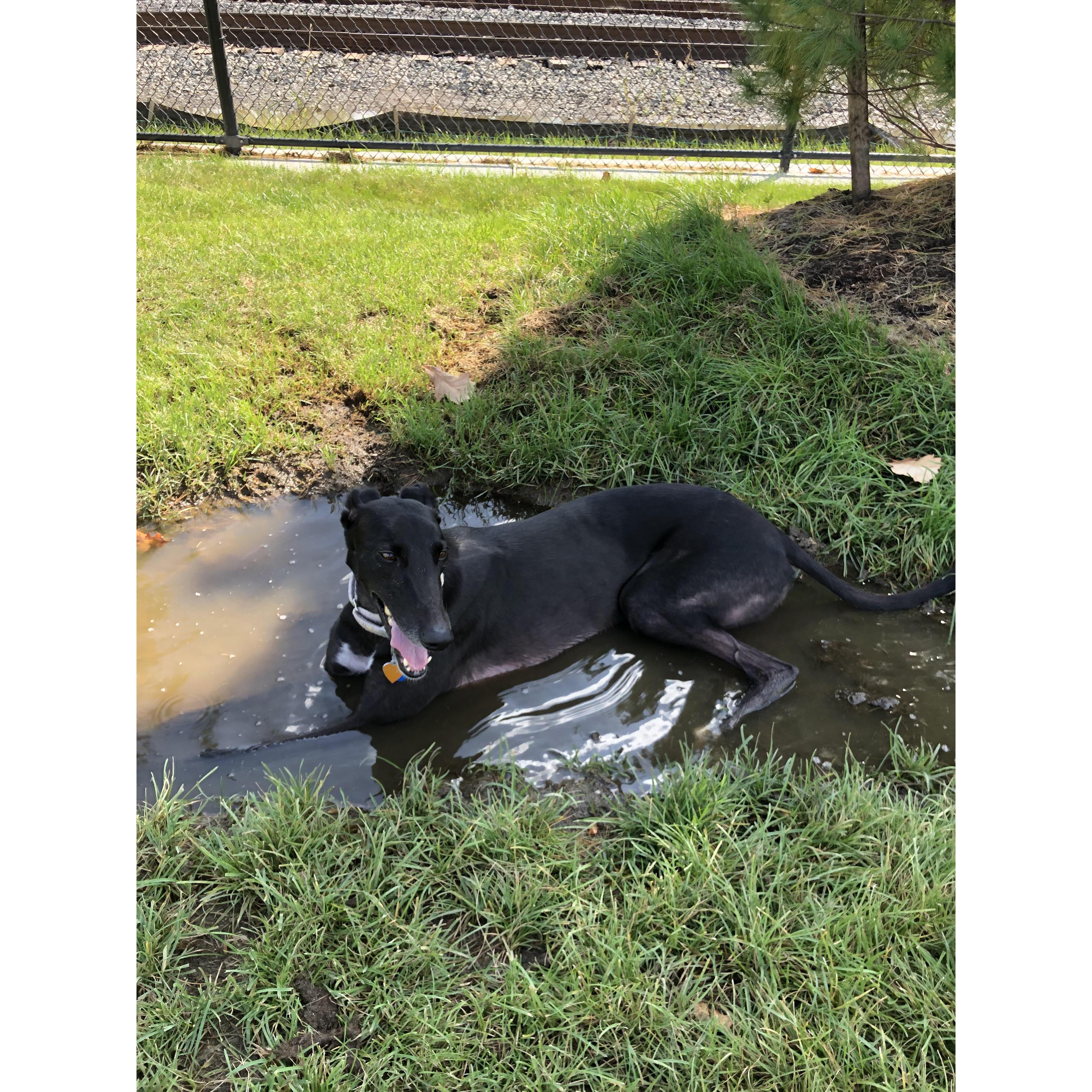 October 2019 - Wherever there's mud, Daisy will find it!