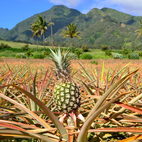 Maui Pineapple Farm Tour in Haliimaile
