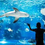 The Florida Aquarium