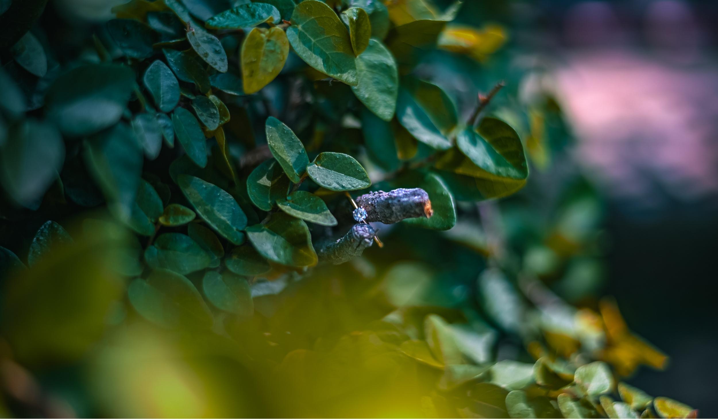 The Wedding Website of Tiffany Crump and Jeremy Knopp