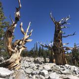 Ancient Bristlecone Pine Forest Visitor Center