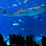 Georgia Aquarium