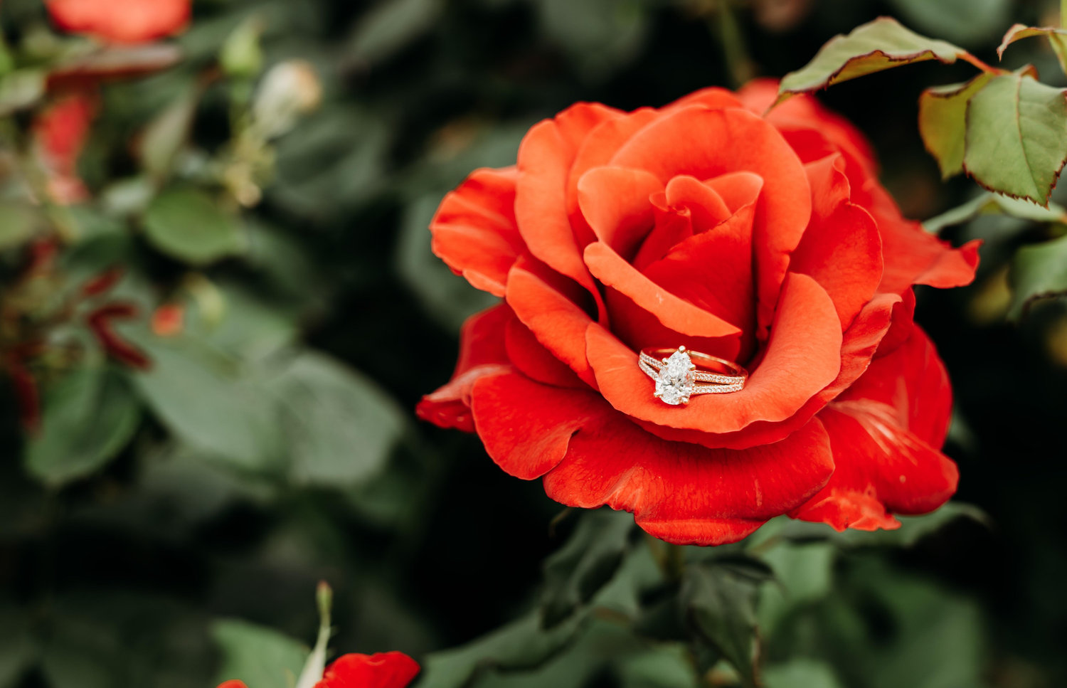 The Wedding Website of Tayler Wrenae Gerken and Aleyn Edward Murray