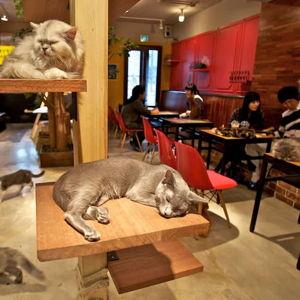 Cat Cafe Experience