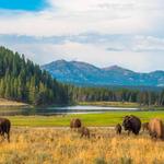 Yellowstone National Park