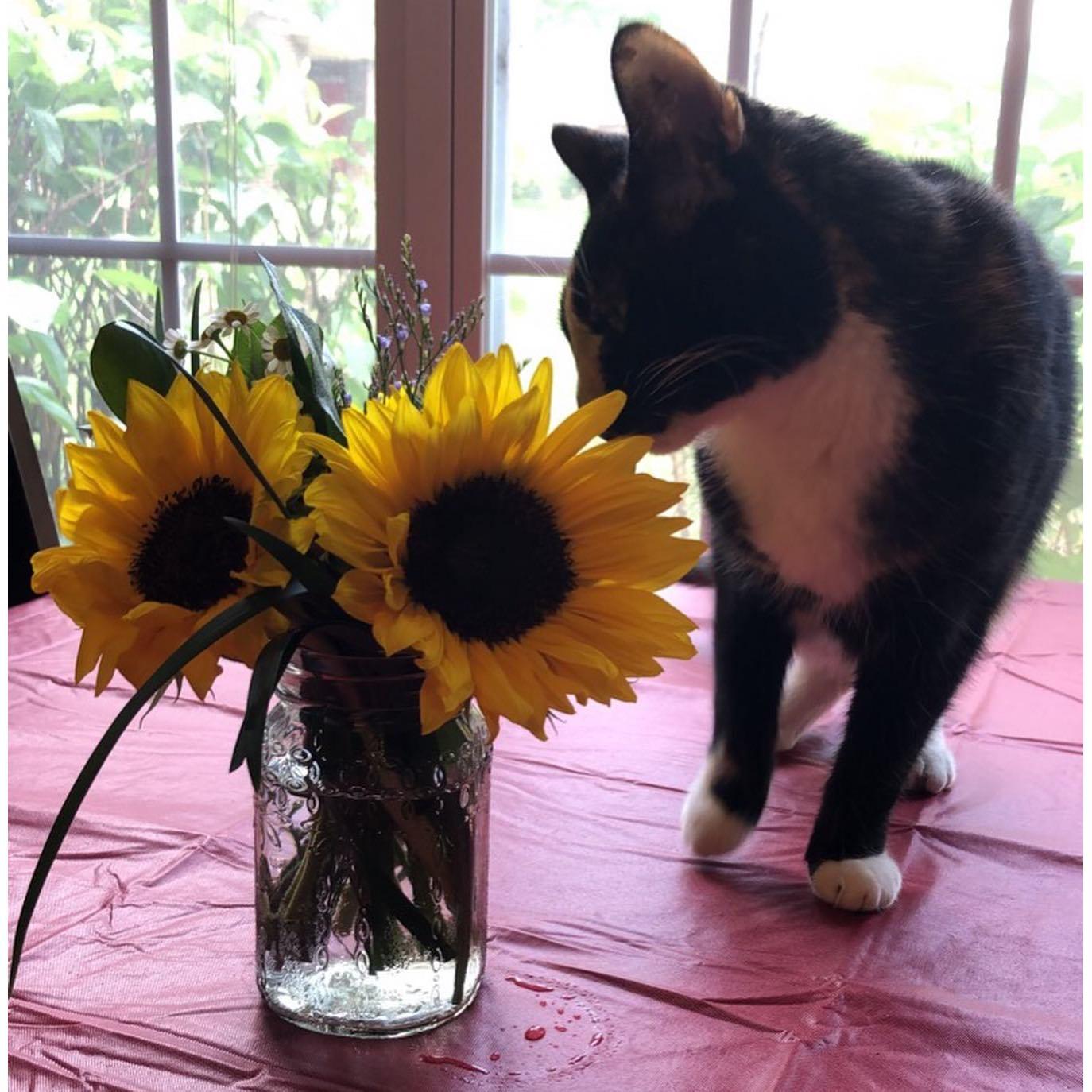 We've had our little friend Seven for two years now! She is 17 years old.